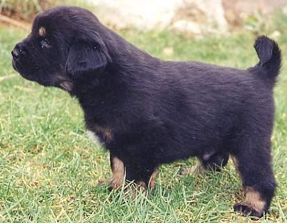 BUCNOVASKA GUP
