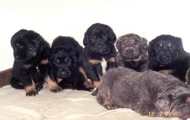 BUCNOVASKA G-WURF GRUPPENBILD